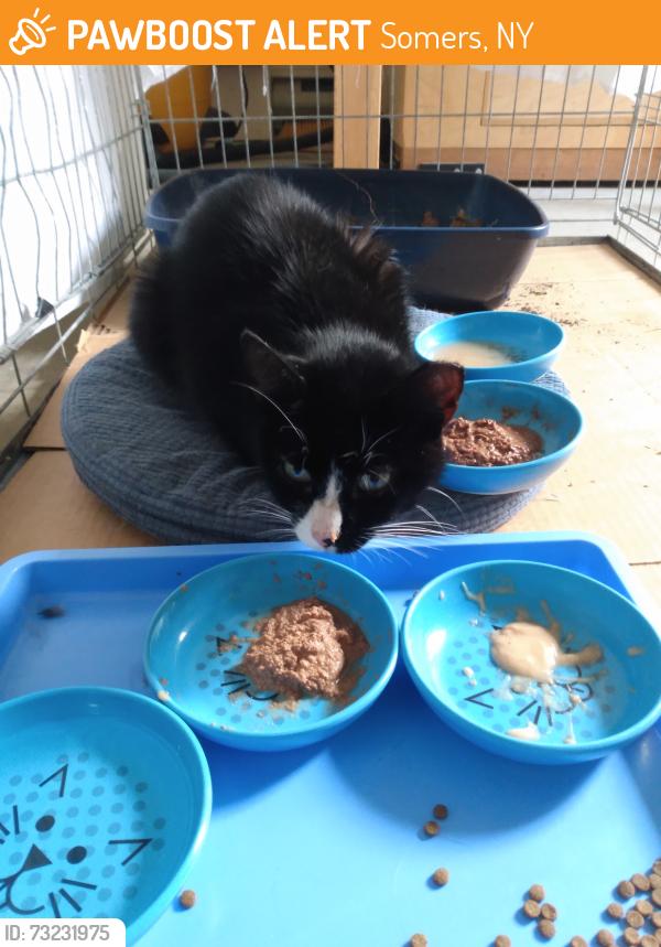Found/Stray Unknown Cat last seen Butlerville Road and Croton Falls Road, Somers, NY 10589