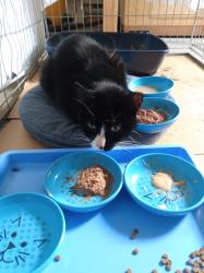 Found/Stray Unknown Cat last seen Butlerville Road and Croton Falls Road, Somers, NY 10589