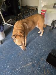 Found/Stray Female Dog last seen Coloma Dr Newport News (Beechmont), Newport News, VA 23608