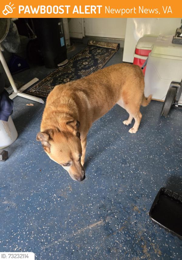 Found/Stray Female Dog last seen Coloma Dr Newport News (Beechmont), Newport News, VA 23608