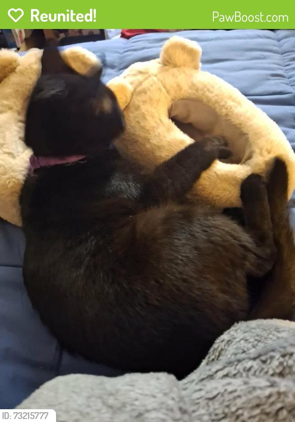 Reunited Female Cat last seen Lexington and Glendale, Rochester, NY 14613