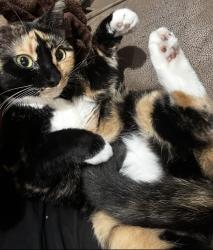 Lost Female Cat last seen Rustlewood cndmniums by Countryside and 580 by mall, Clearwater, FL 33761