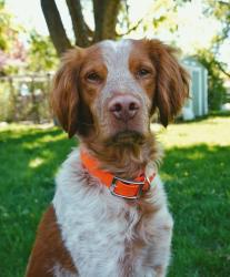 Lost Male Dog last seen Highway 13, Waseca, MN 56093