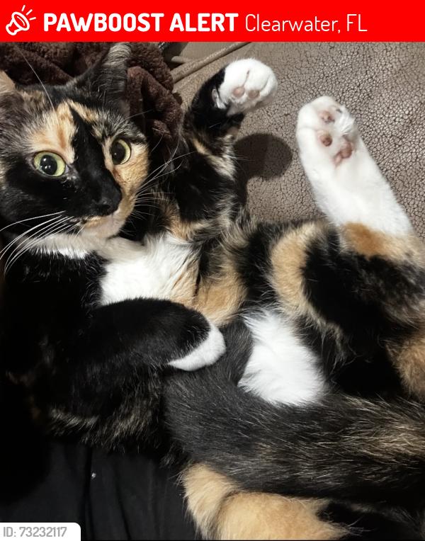 Lost Female Cat last seen Rustlewood cndmniums by Countryside and 580 by mall, Clearwater, FL 33761