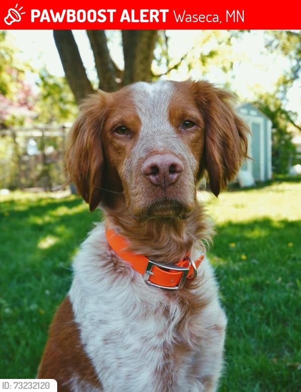 Lost Male Dog last seen Highway 13, Waseca, MN 56093