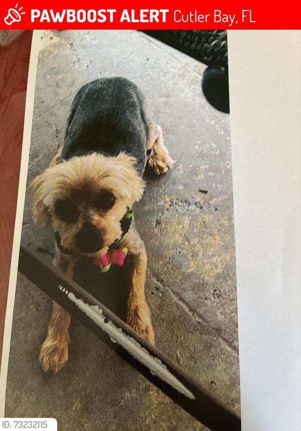 Lost Female Dog last seen Martinique drive, Cutler Bay, FL 33189