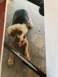 Lost Female Dog last seen Martinique drive, Cutler Bay, FL 33189