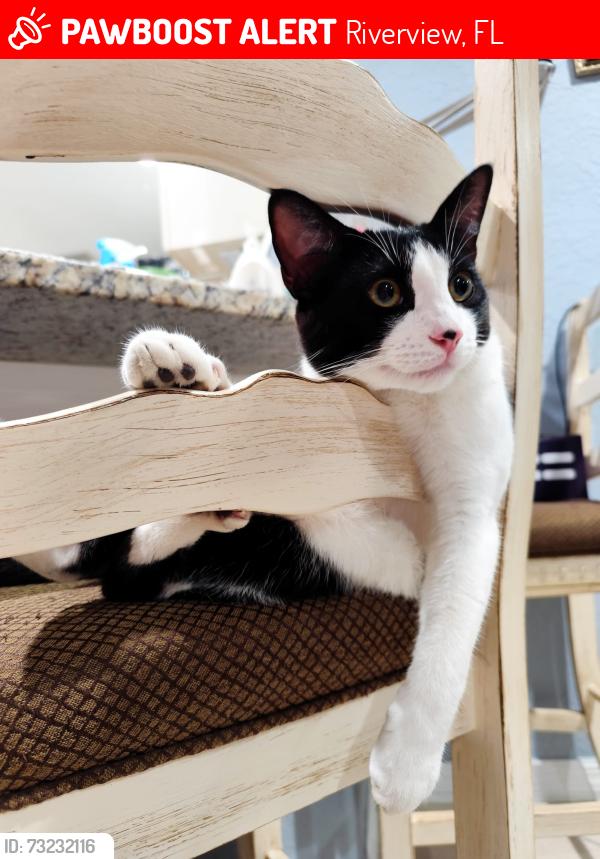 Lost Male Cat last seen Symmes Rd and Balm Riverview Rd, by the Discovery Point, Riverview, FL 33569