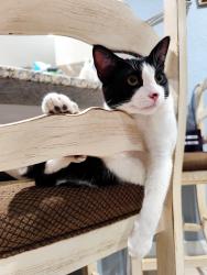 Lost Male Cat last seen Symmes Rd and Balm Riverview Rd, by the Discovery Point, Riverview, FL 33569