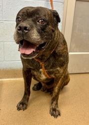 Shelter Stray Male Dog last seen Near LESLIE OAKS DRIVE #3108, 30058, GA, 3280 Chamblee Dunwoody Rd, Chamblee, GA 30341, USA
