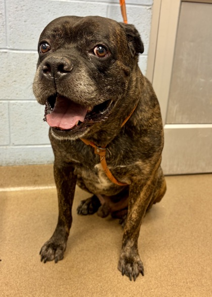 Shelter Stray Male Dog last seen Near LESLIE OAKS DRIVE #3108, 30058, GA, 3280 Chamblee Dunwoody Rd, Chamblee, GA 30341, USA