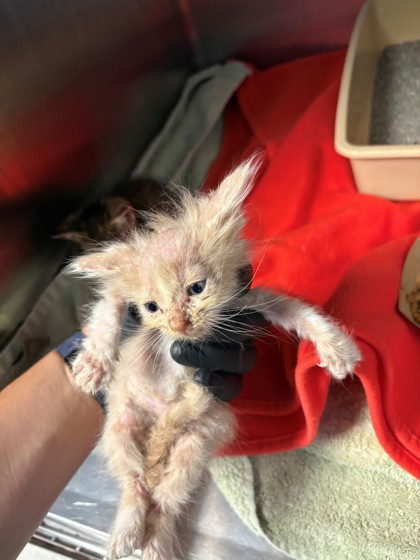 Shelter Stray Male Cat last seen Home Depot parking lot, District 1 - North Cleburne,, 2375 Service Dr, Cleburne, TX 76033, USA