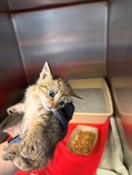 Shelter Stray Female Cat last seen Home Depot parking lot, District 1 - North Cleburne,, 2375 Service Dr, Cleburne, TX 76033, USA