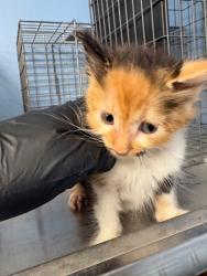Shelter Stray Female Cat last seen Home Depot parking lot, District 1 - North Cleburne,, 2375 Service Dr, Cleburne, TX 76033, USA