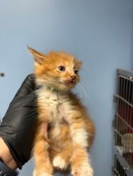 Shelter Stray Male Cat last seen Home Depot parking lot, District 1 - North Cleburne,, 2375 Service Dr, Cleburne, TX 76033, USA