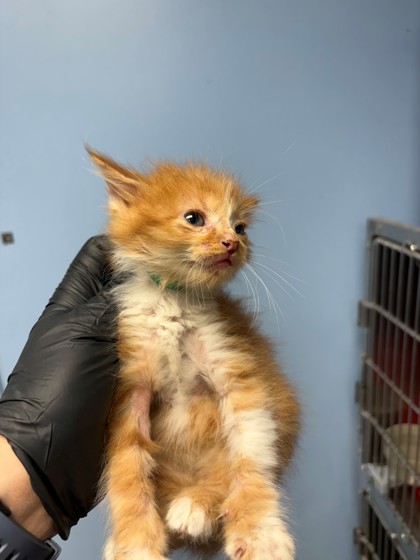 Shelter Stray Male Cat last seen Home Depot parking lot, District 1 - North Cleburne,, 2375 Service Dr, Cleburne, TX 76033, USA
