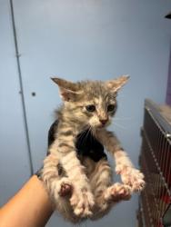 Shelter Stray Male Cat last seen Home Depot parking lot, District 1 - North Cleburne,, 2375 Service Dr, Cleburne, TX 76033, USA