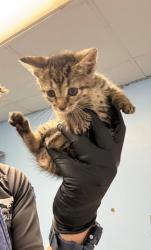 Shelter Stray Female Cat last seen Home Depot parking lot, District 1 - North Cleburne,, 2375 Service Dr, Cleburne, TX 76033, USA