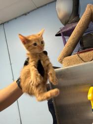 Shelter Stray Male Cat last seen Home Depot parking lot, District 1 - North Cleburne,, 2375 Service Dr, Cleburne, TX 76033, USA