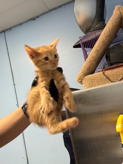 Shelter Stray Male Cat last seen Home Depot parking lot, District 1 - North Cleburne,, 2375 Service Dr, Cleburne, TX 76033, USA
