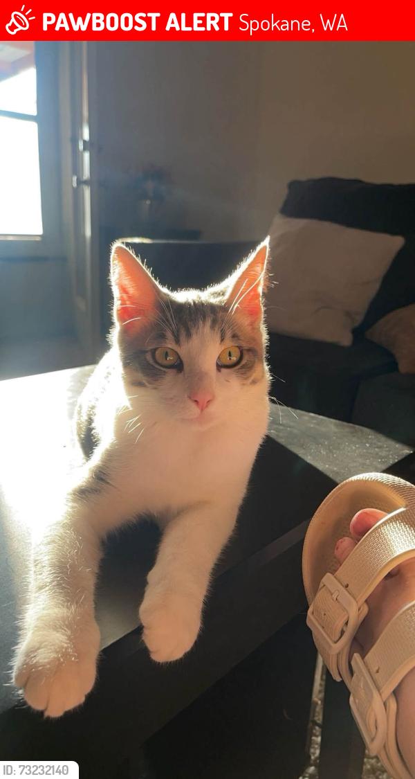 Lost Male Cat last seen Safeway in Indian Trail, Spokane, WA 99208