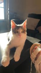 Lost Male Cat last seen Safeway in Indian Trail, Spokane, WA 99208