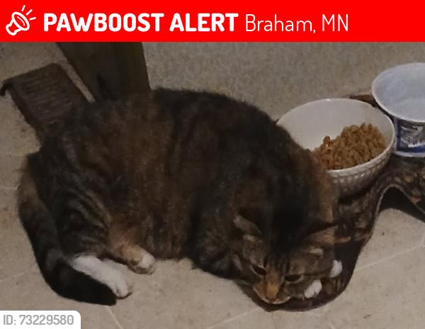 Lost Female Cat last seen Near Royal River Road, Braham, MN 55006