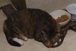 Lost Female Cat last seen Near Royal River Road, Braham, MN 55006