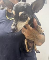 Reunited Female Dog last seen Near Washington Ave, Hawthorne, CA 90250