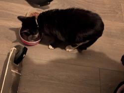Reunited Female Cat last seen Mill lane, Greater Manchester, England SK5 6XT