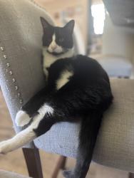 Lost Female Cat last seen Rosemeade lane and lyford rd, Rockford, IL 61108