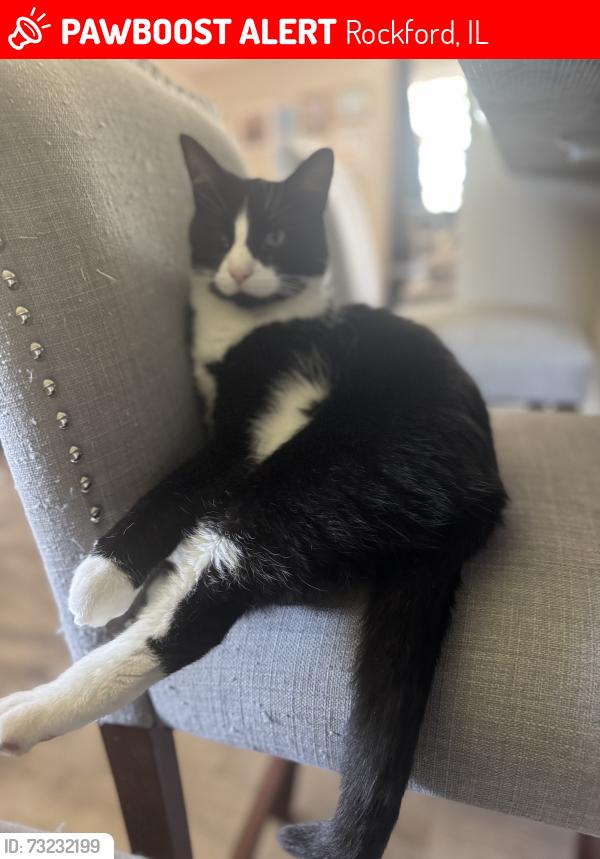 Lost Female Cat last seen Rosemeade lane and lyford rd, Rockford, IL 61108