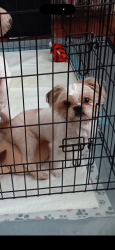 Reunited Male Dog last seen Blanco rd by Fiesta, San Antonio, TX 78201