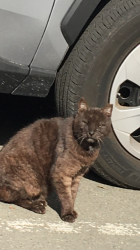 Reunited Male Cat last seen Near Reed avenue, sunnyvale 94086, Sunnyvale, CA 94086
