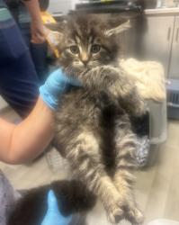 Shelter Stray Unknown Cat last seen Near Davis Street, SAN LEANDRO, CA, 94577, 8323 Baldwin St, Oakland, CA 94621, USA