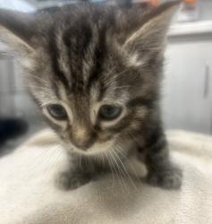 Shelter Stray Male Cat last seen Near Davis Street, SAN LEANDRO, CA, 94577, 8323 Baldwin St, Oakland, CA 94621, USA