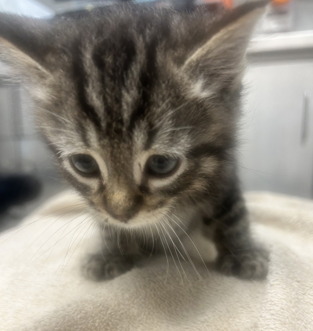 Shelter Stray Male Cat last seen Near Davis Street, SAN LEANDRO, CA, 94577, 8323 Baldwin St, Oakland, CA 94621, USA
