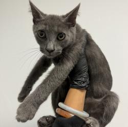 Shelter Stray Male Cat last seen Near Cullen Street, San Diego, CA, 92111, 5500 Gaines St, San Diego, CA 92110, USA