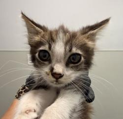 Shelter Stray Male Cat last seen Near Island Avenue, San Diego, CA, 92102, 5500 Gaines St, San Diego, CA 92110, USA