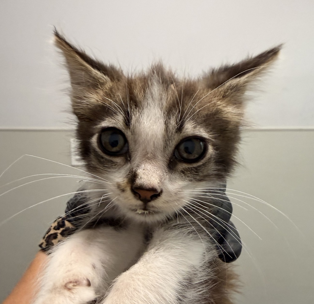 Shelter Stray Male Cat last seen Near Island Avenue, San Diego, CA, 92102, 5500 Gaines St, San Diego, CA 92110, USA
