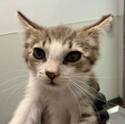 Shelter Stray Female Cat last seen Near Island Avenue, San Diego, CA, 92102, 5500 Gaines St, San Diego, CA 92110, USA