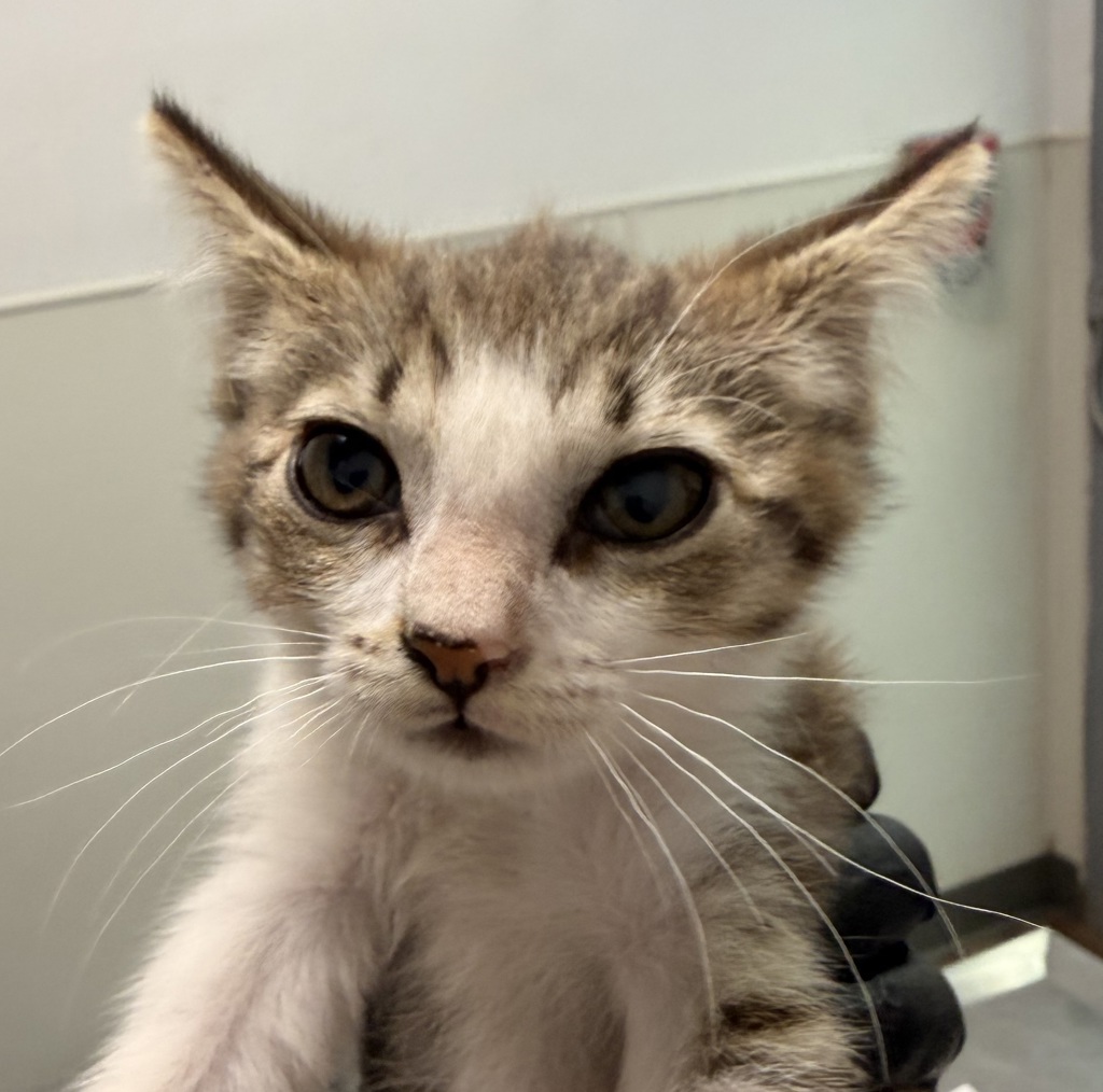 Shelter Stray Female Cat last seen Near Island Avenue, San Diego, CA, 92102, 5500 Gaines St, San Diego, CA 92110, USA