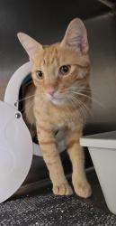 Shelter Stray Male Cat last seen 101 Chamomile Glen, Escondido, CA, 92025, Escondido, CA 92027, USA