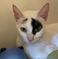Shelter Stray Female Cat last seen 69th/ Long, PORTLAND, OR, 97206, 1700 W Historic Columbia River Hwy, Troutdale, OR 97060, USA