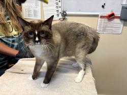 Shelter Stray Male Cat last seen Near Via Rio Avenue, Oceanside, CA, 92057, Oceanside, CA 92058, USA