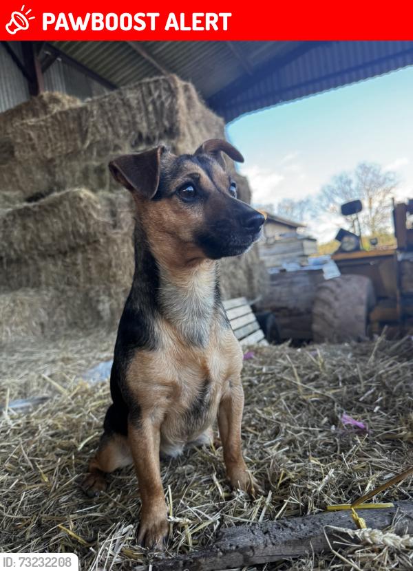 Lost Female Dog last seen Northwood Green, Northwood Green, England 