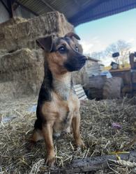 Lost Female Dog last seen Northwood Green, Northwood Green, England 