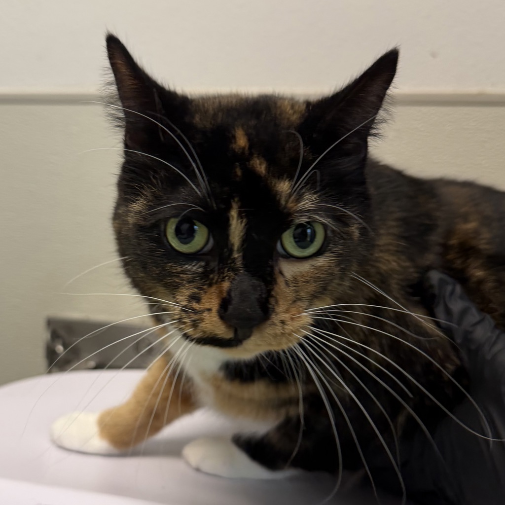 Shelter Stray Female Cat last seen ., San Diego, CA, 92173, 5500 Gaines St, San Diego, CA 92110, USA