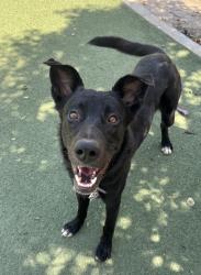 Shelter Stray Male Dog last seen Airport Road, Oceanside, CA, 92058, Oceanside, CA 92058, USA