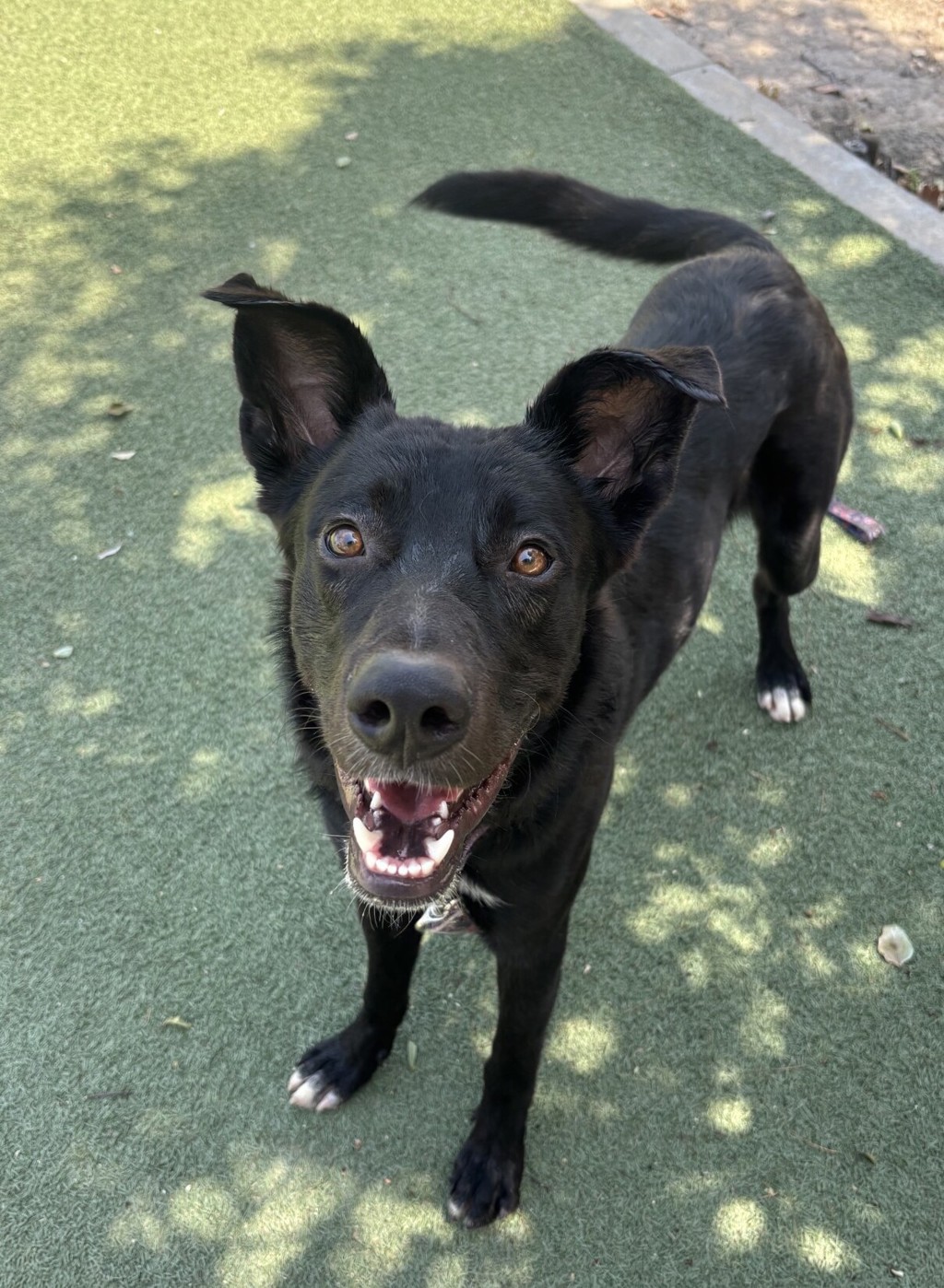 Shelter Stray Male Dog last seen Airport Road, Oceanside, CA, 92058, Oceanside, CA 92058, USA